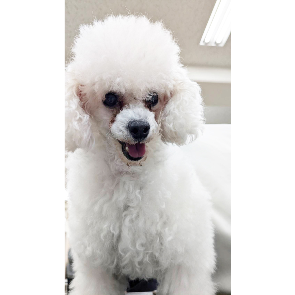 生徒が撮影したモデル犬！ＰＡＲＴ①
